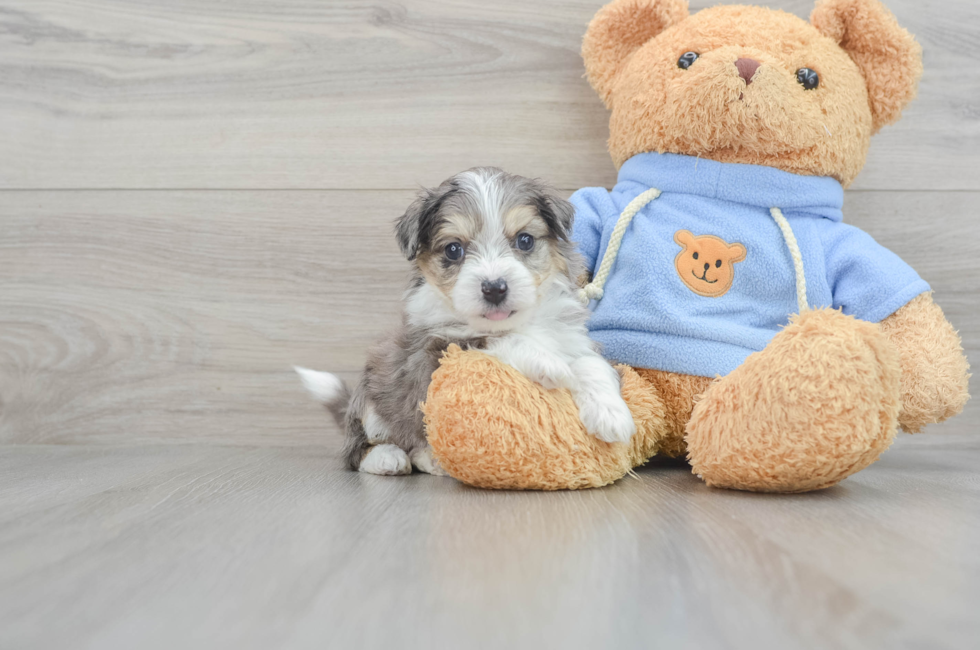 6 week old Aussiechon Puppy For Sale - Lone Star Pups