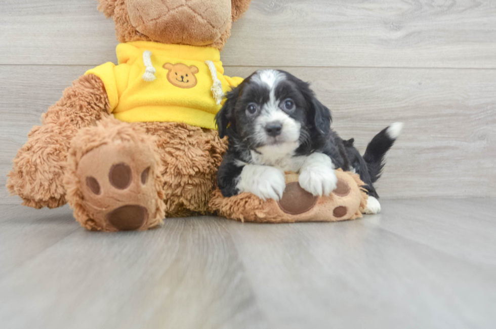6 week old Aussiechon Puppy For Sale - Lone Star Pups