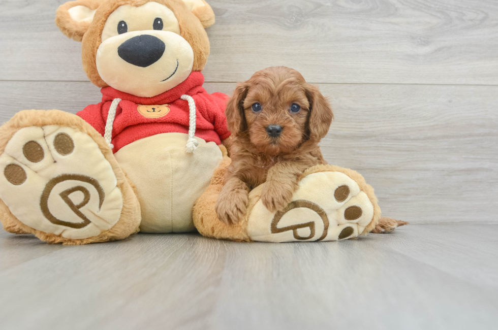 5 week old Cavapoo Puppy For Sale - Lone Star Pups