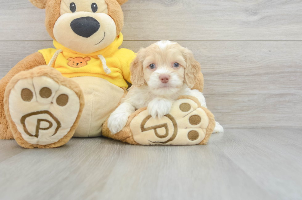 6 week old Cockapoo Puppy For Sale - Lone Star Pups