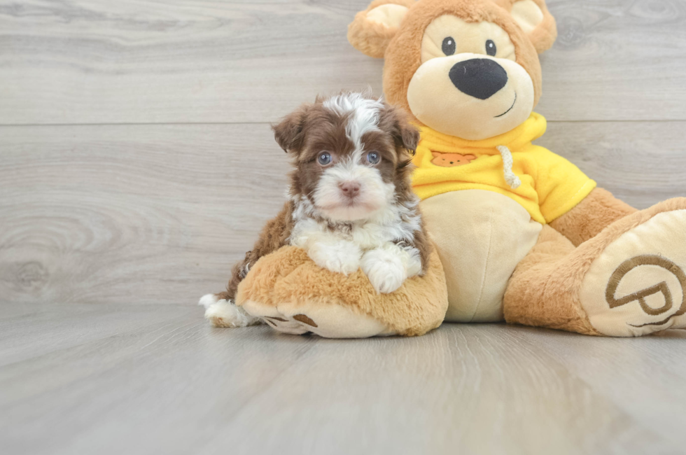 5 week old Havanese Puppy For Sale - Lone Star Pups