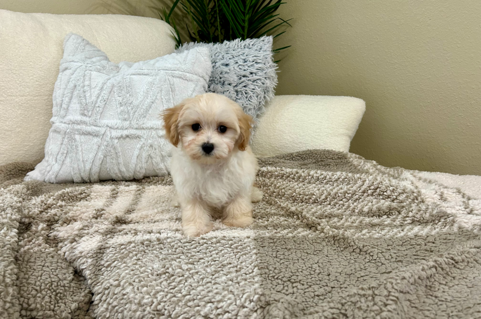 10 week old Maltipoo Puppy For Sale - Lone Star Pups