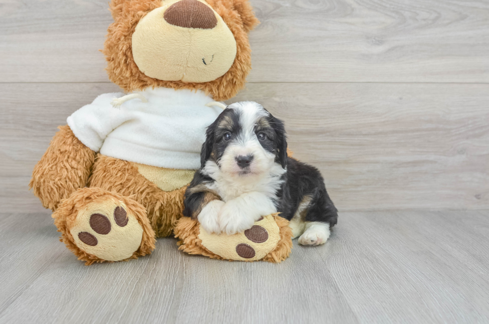 5 week old Mini Aussiedoodle Puppy For Sale - Lone Star Pups