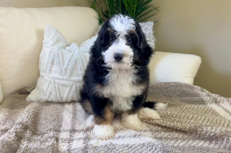 10 week old Mini Bernedoodle Puppy For Sale - Lone Star Pups