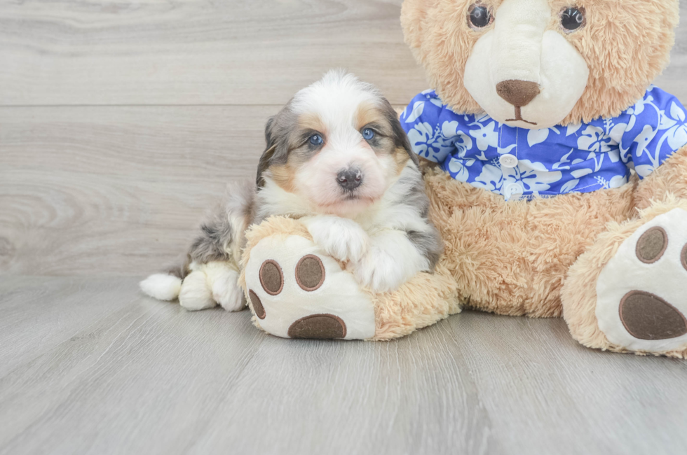 5 week old Mini Bernedoodle Puppy For Sale - Lone Star Pups