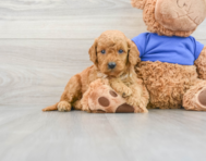8 week old Mini Goldendoodle Puppy For Sale - Lone Star Pups