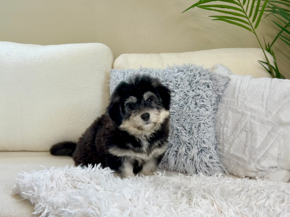 Cute Mini Huskydoodle Baby
