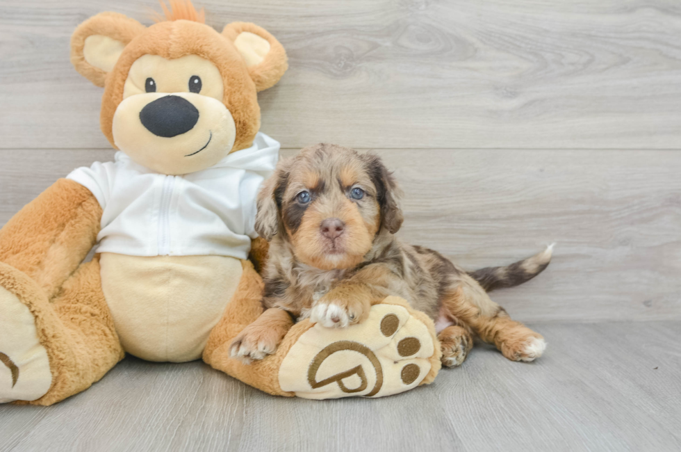 6 week old Mini Labradoodle Puppy For Sale - Lone Star Pups