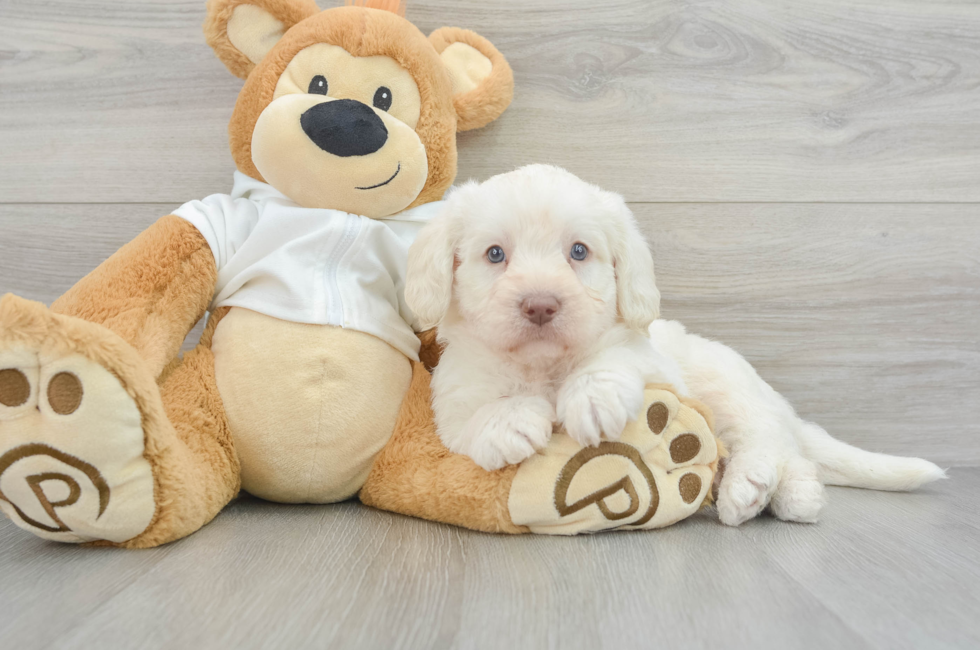 5 week old Mini Labradoodle Puppy For Sale - Lone Star Pups