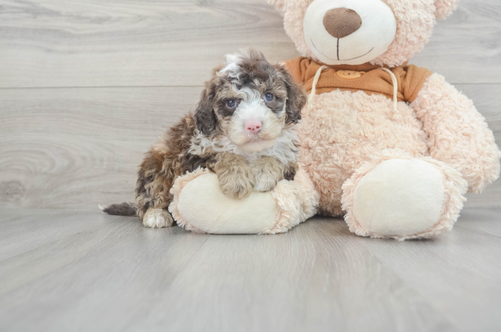 7 week old Mini Portidoodle Puppy For Sale - Lone Star Pups