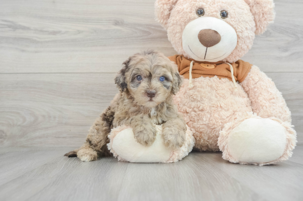 5 week old Mini Portidoodle Puppy For Sale - Lone Star Pups