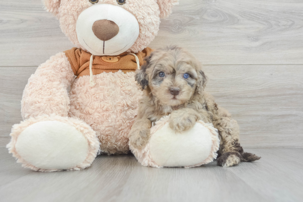 Adorable Portuguese Water Dog Poodle Mix Puppy