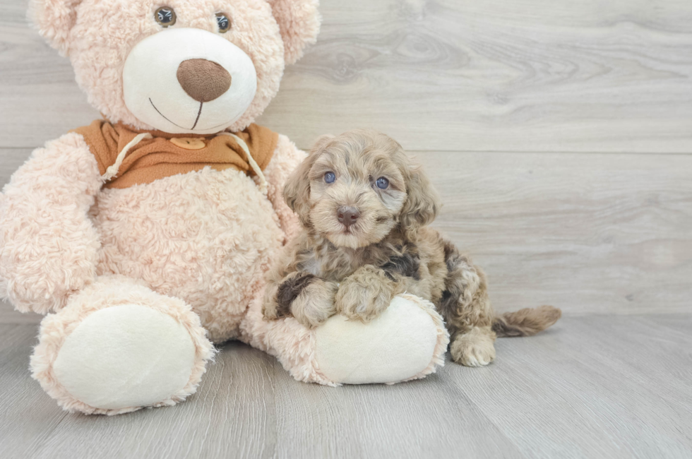7 week old Mini Portidoodle Puppy For Sale - Lone Star Pups