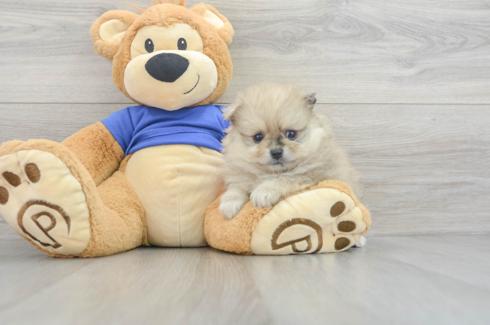5 week old Pomeranian Puppy For Sale - Lone Star Pups