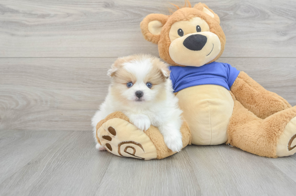 6 week old Pomeranian Puppy For Sale - Lone Star Pups