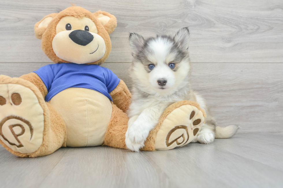 11 week old Pomsky Puppy For Sale - Lone Star Pups