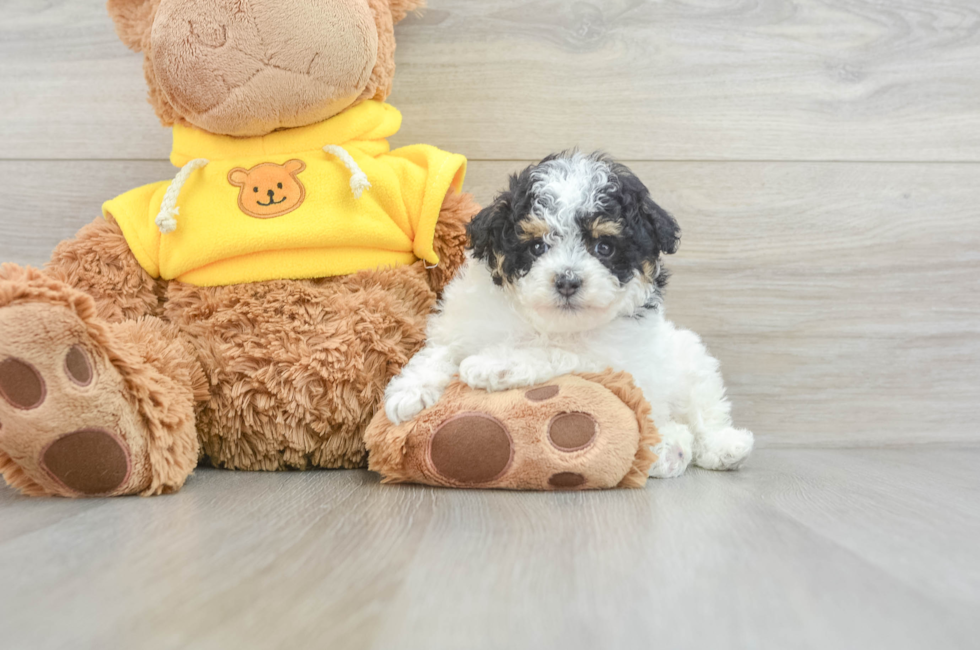 5 week old Poodle Puppy For Sale - Lone Star Pups