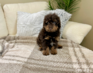 14 week old Poodle Puppy For Sale - Lone Star Pups