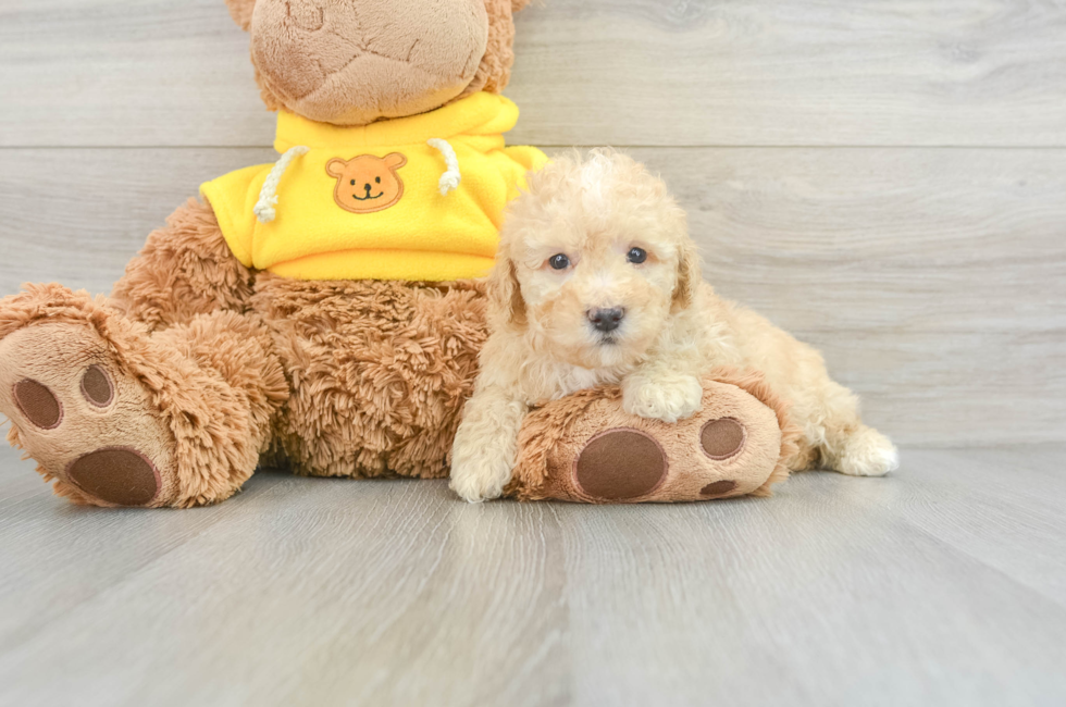 5 week old Poodle Puppy For Sale - Lone Star Pups