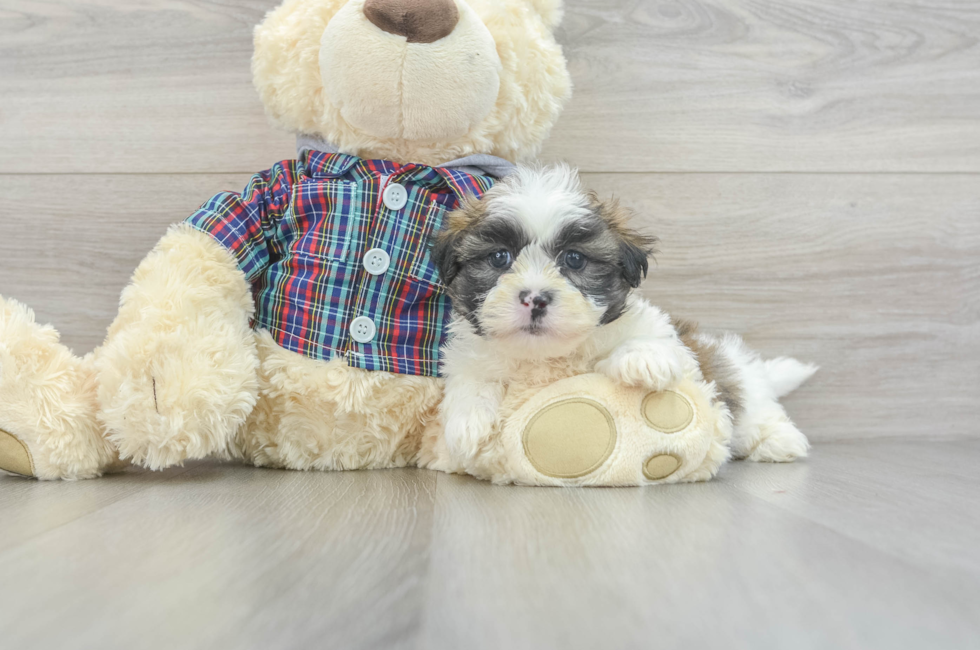 5 week old Teddy Bear Puppy For Sale - Lone Star Pups