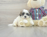 5 week old Teddy Bear Puppy For Sale - Lone Star Pups
