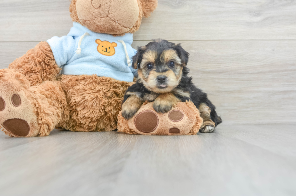 5 week old Yorkie Chon Puppy For Sale - Lone Star Pups