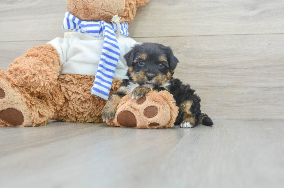 6 week old Yorkie Poo Puppy For Sale - Lone Star Pups