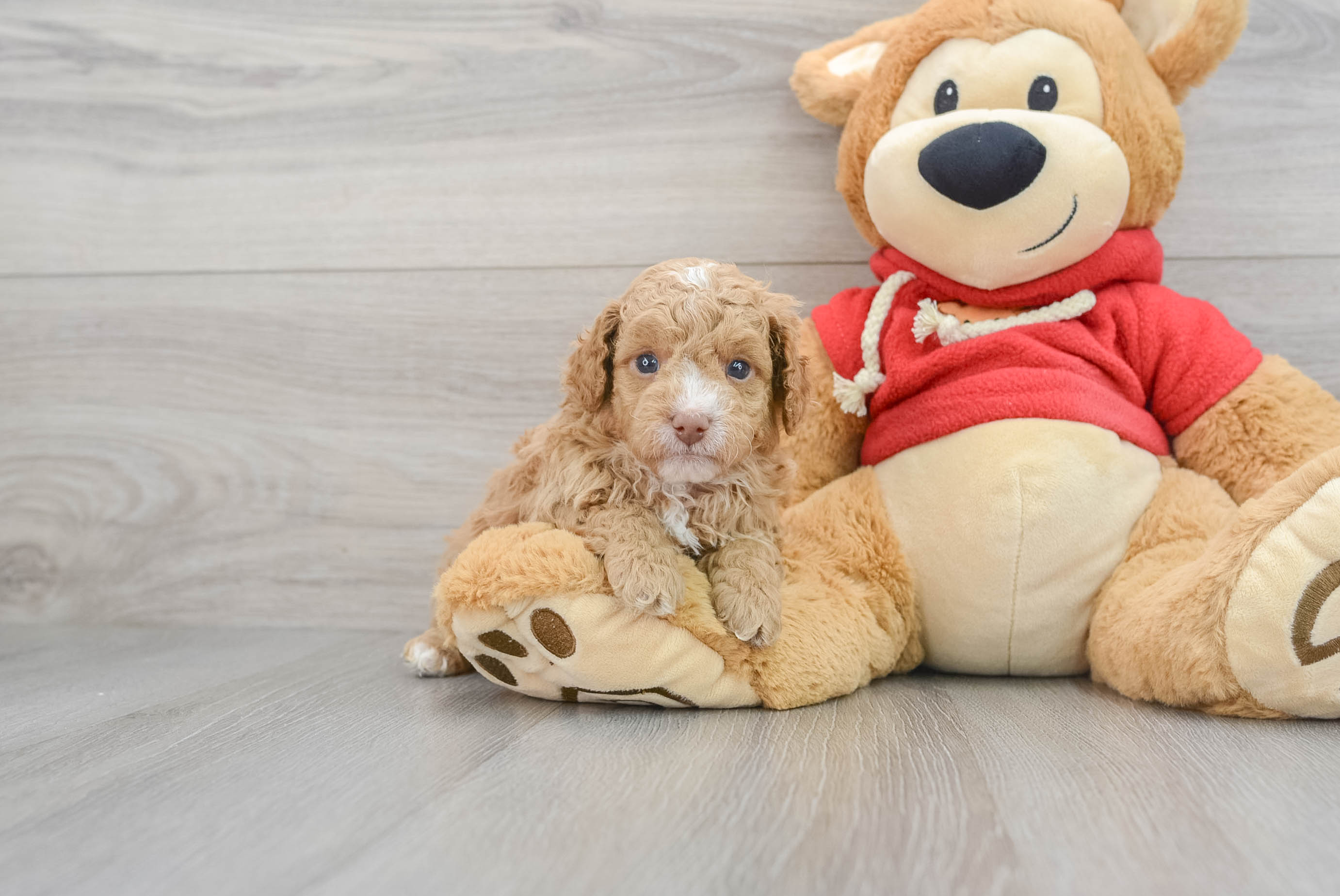 Cute Cavapoo Bodega: 3lb 10oz Doodle Puppy