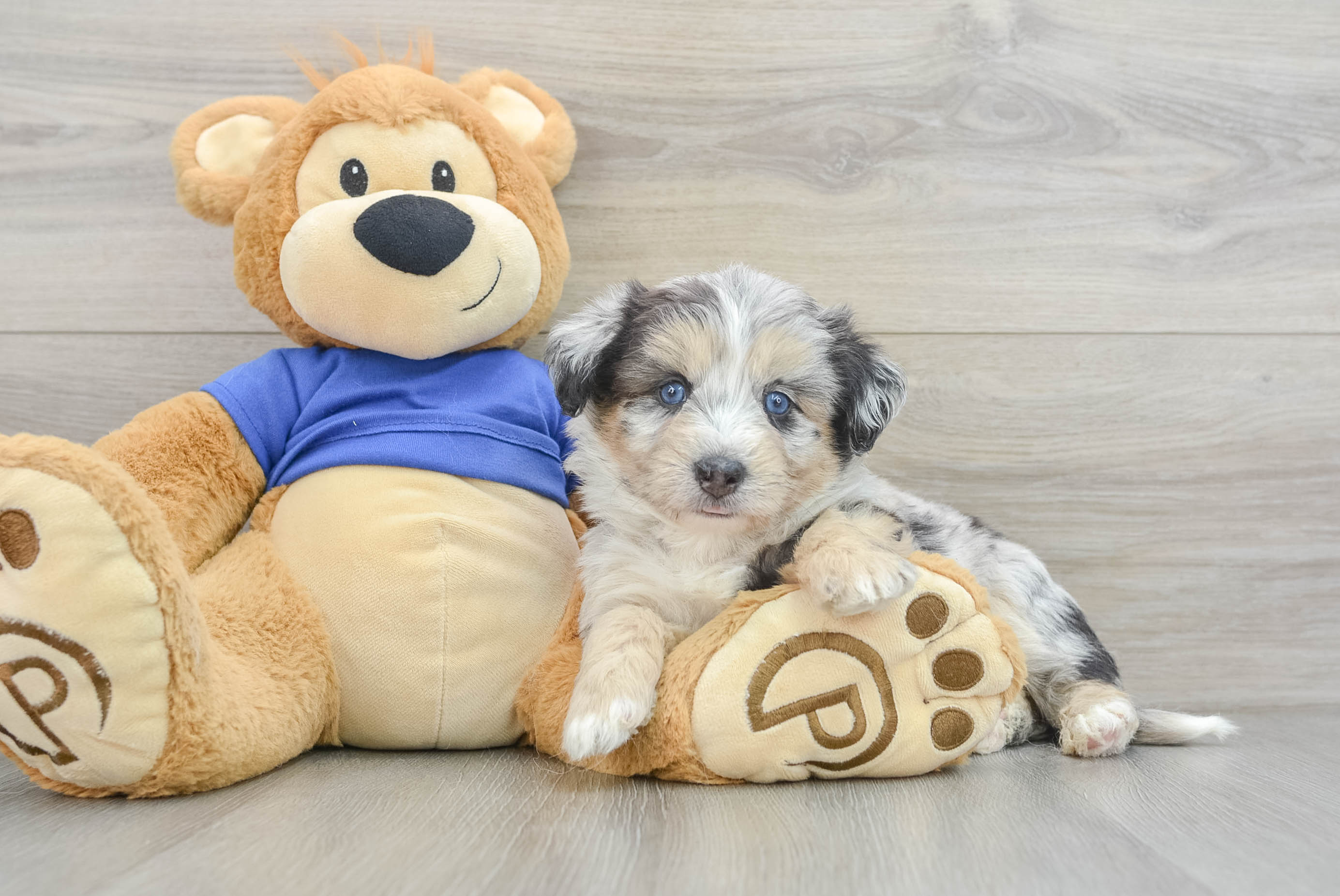 Fluffy Mini Pomskydoodle Apollo: 8lb 5oz Doodle Puppy