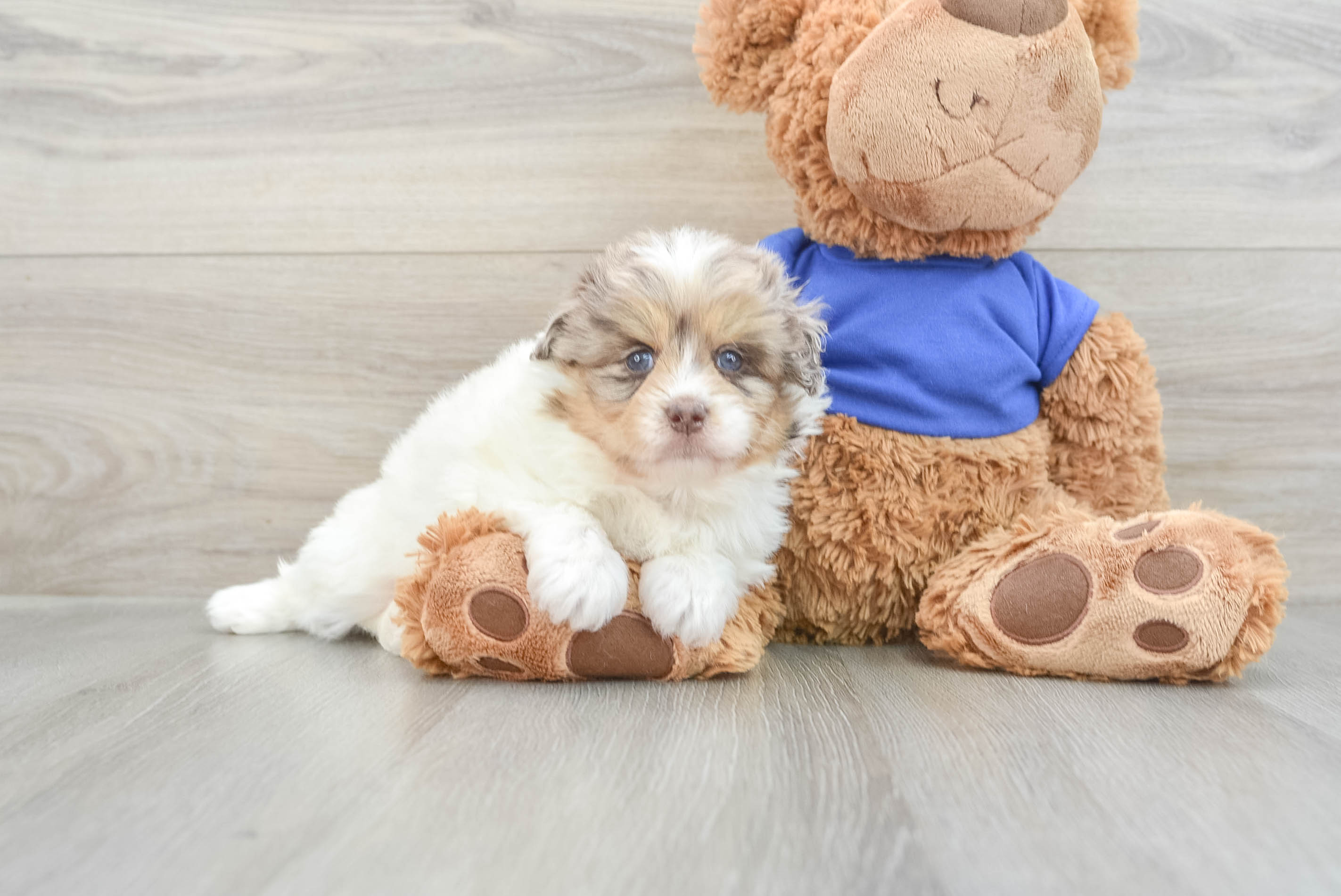 Smart Mini Pomskydoodle Ava: 4lb 6oz Doodle Puppy