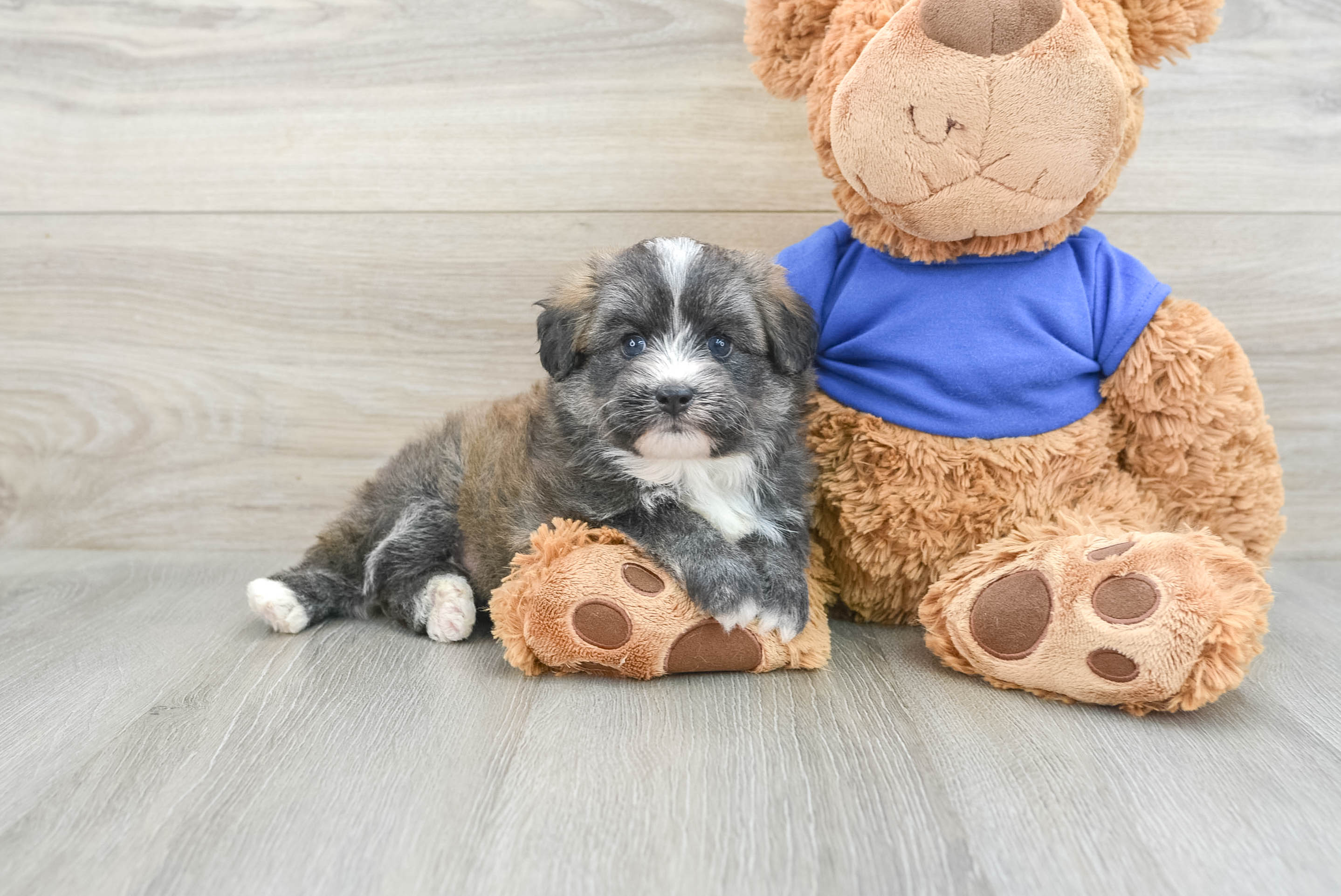 Popular Mini Pomskydoodle Azure: 4lb 1oz Doodle Puppy