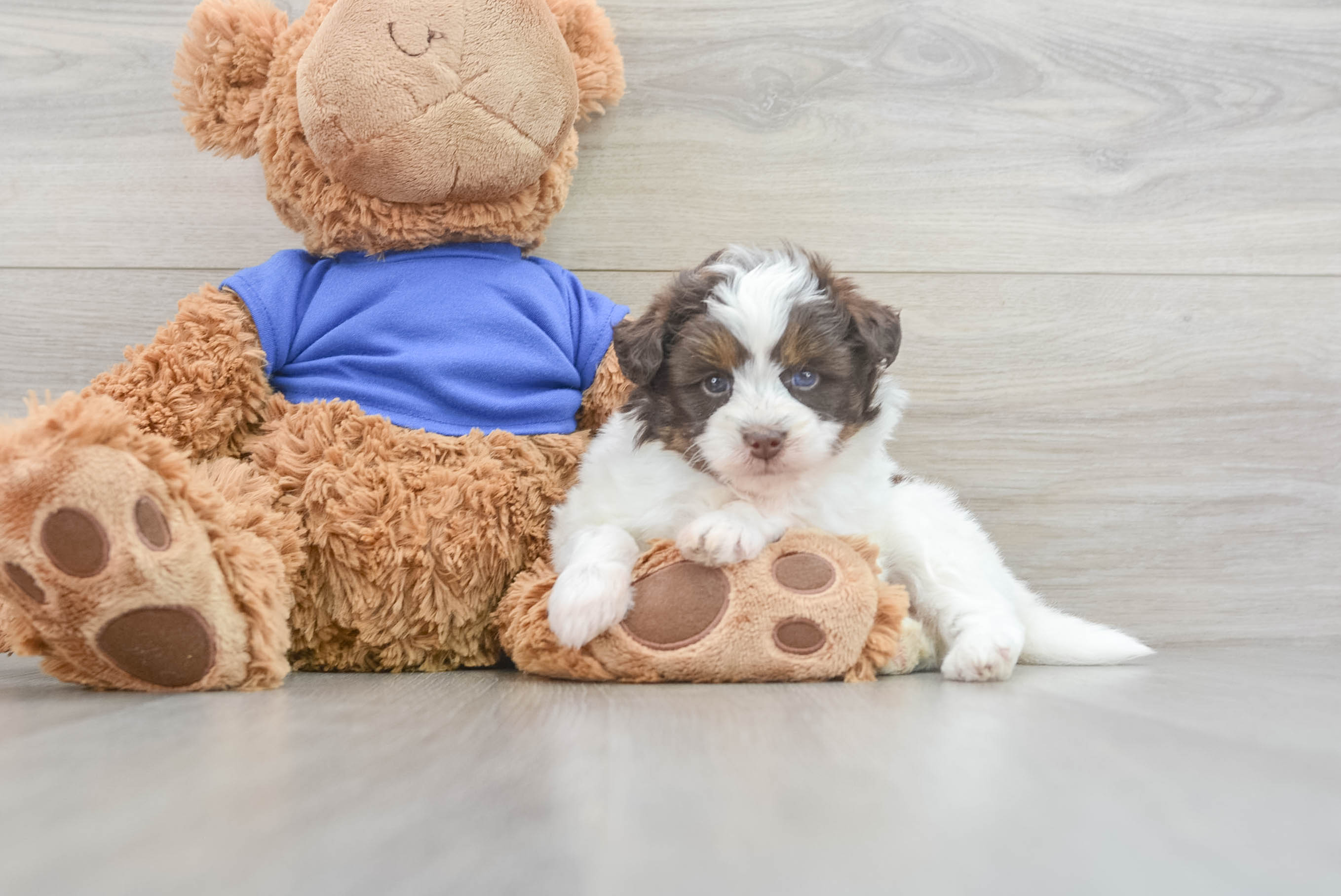 P.celso oc pup ① AVAILABLE PUPS | Citipups