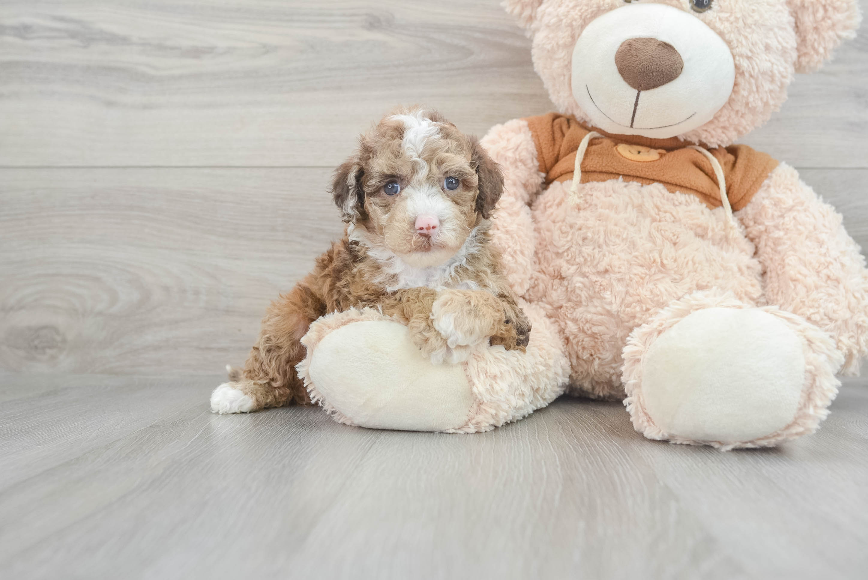 Cute Mini Portidoodle Bora Bora: 5lb 8oz Small Breed Puppy