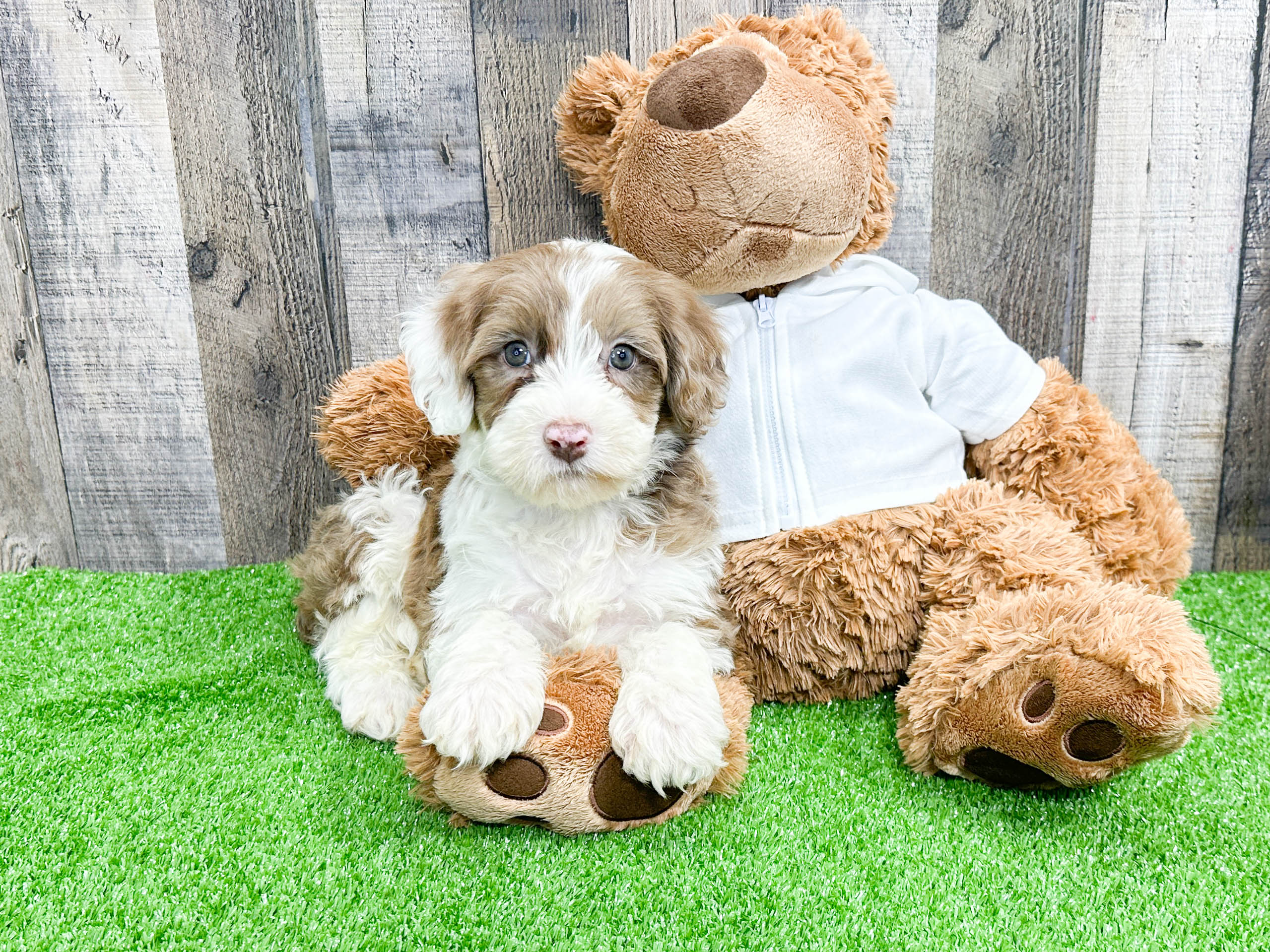 mini-portidoodle-khal-