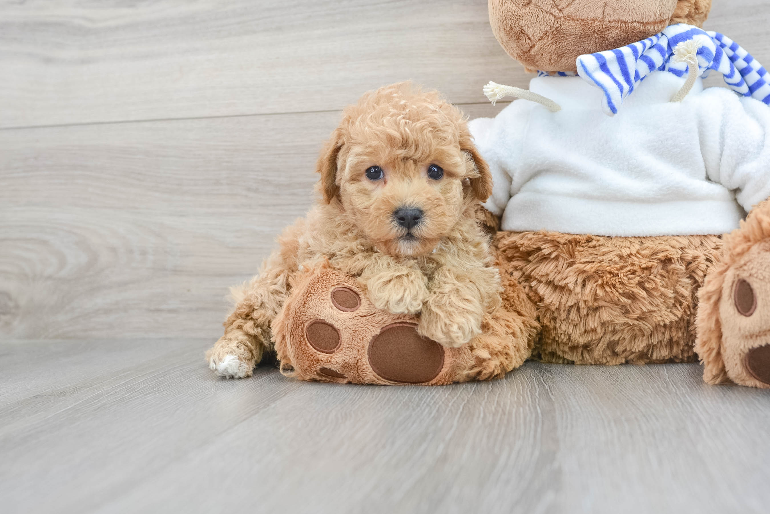 Poochon teddy cheap bear dog