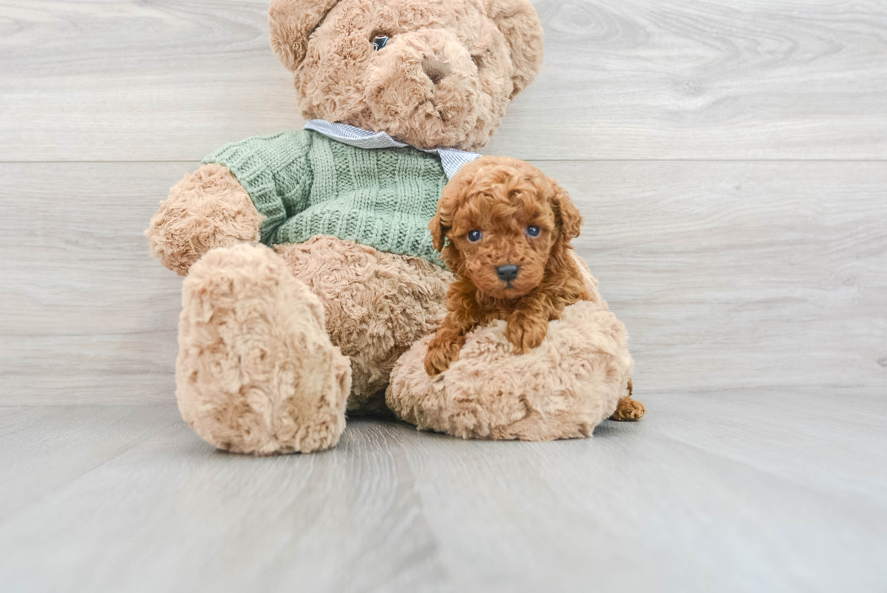 Ginger miniature poodle hotsell