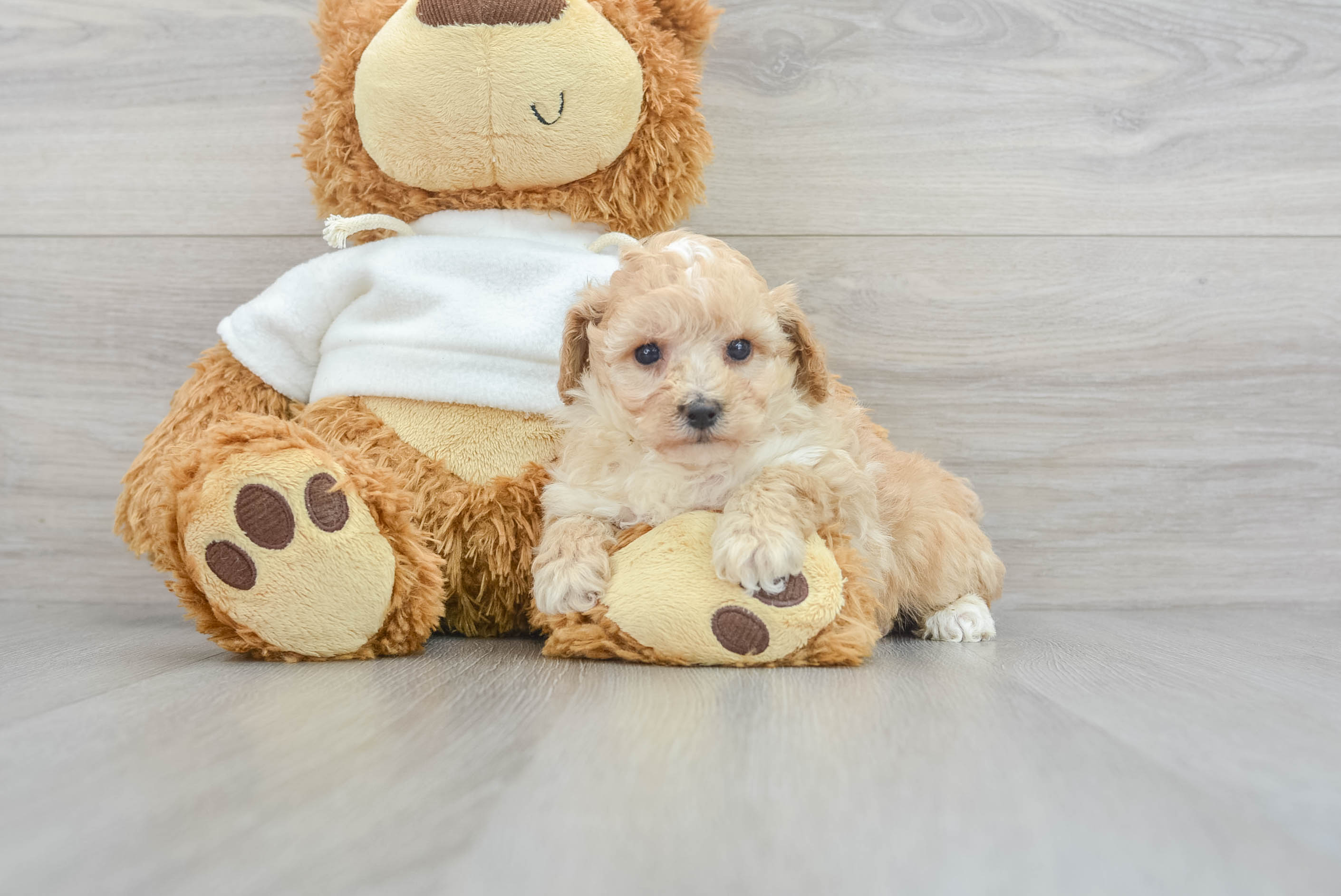 【jumelle】poodle bit coat jumelle】poodle bit coat