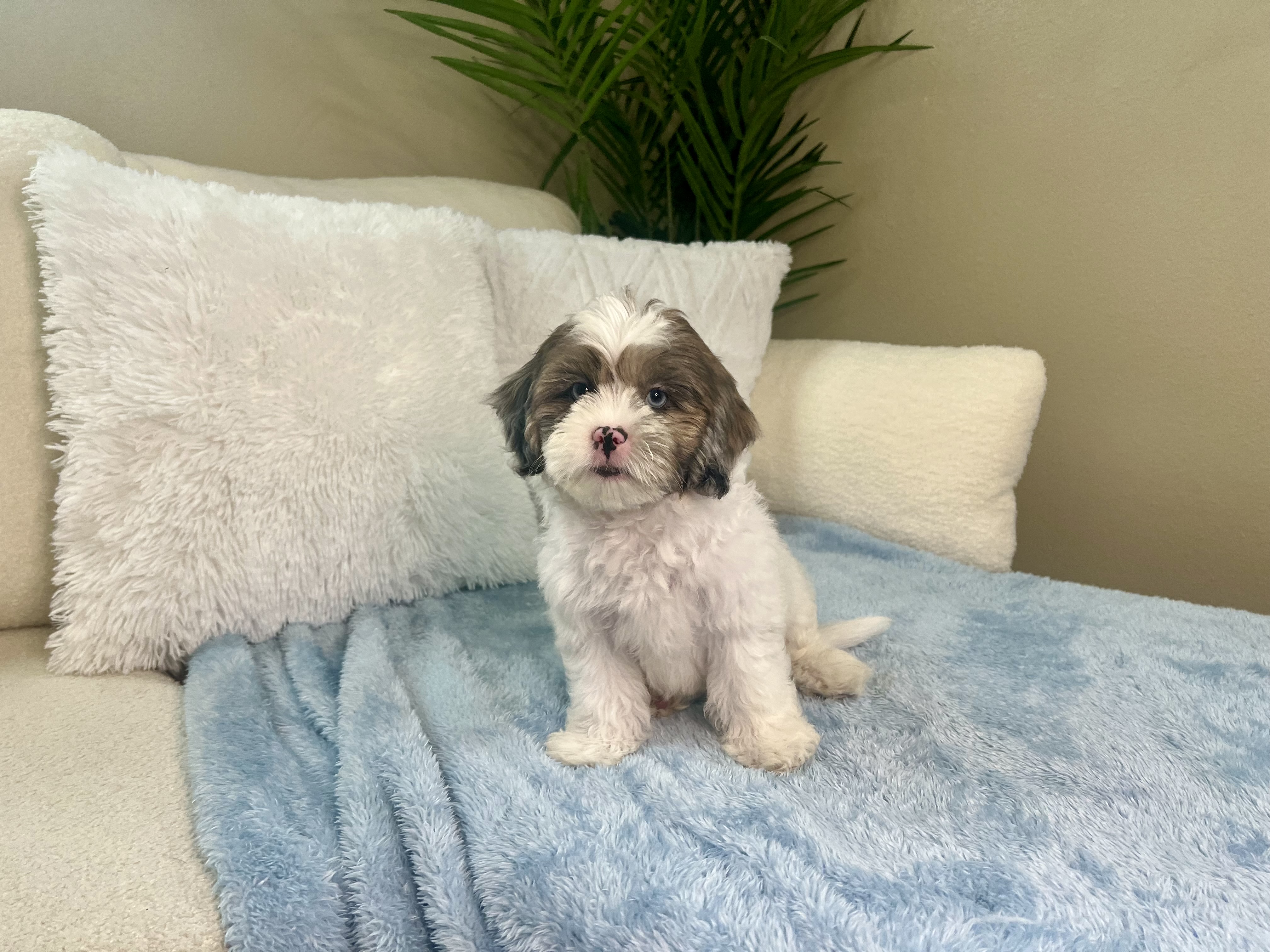 shih-poo-aiden-