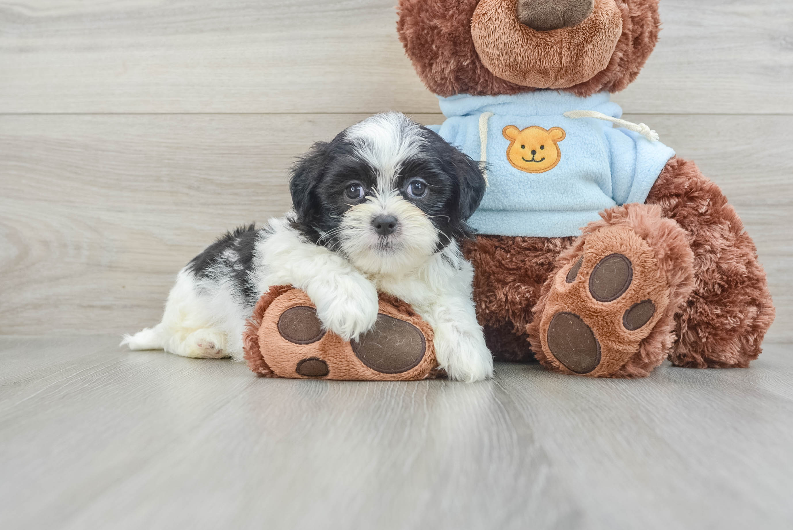 Cute teddy bear puppies best sale