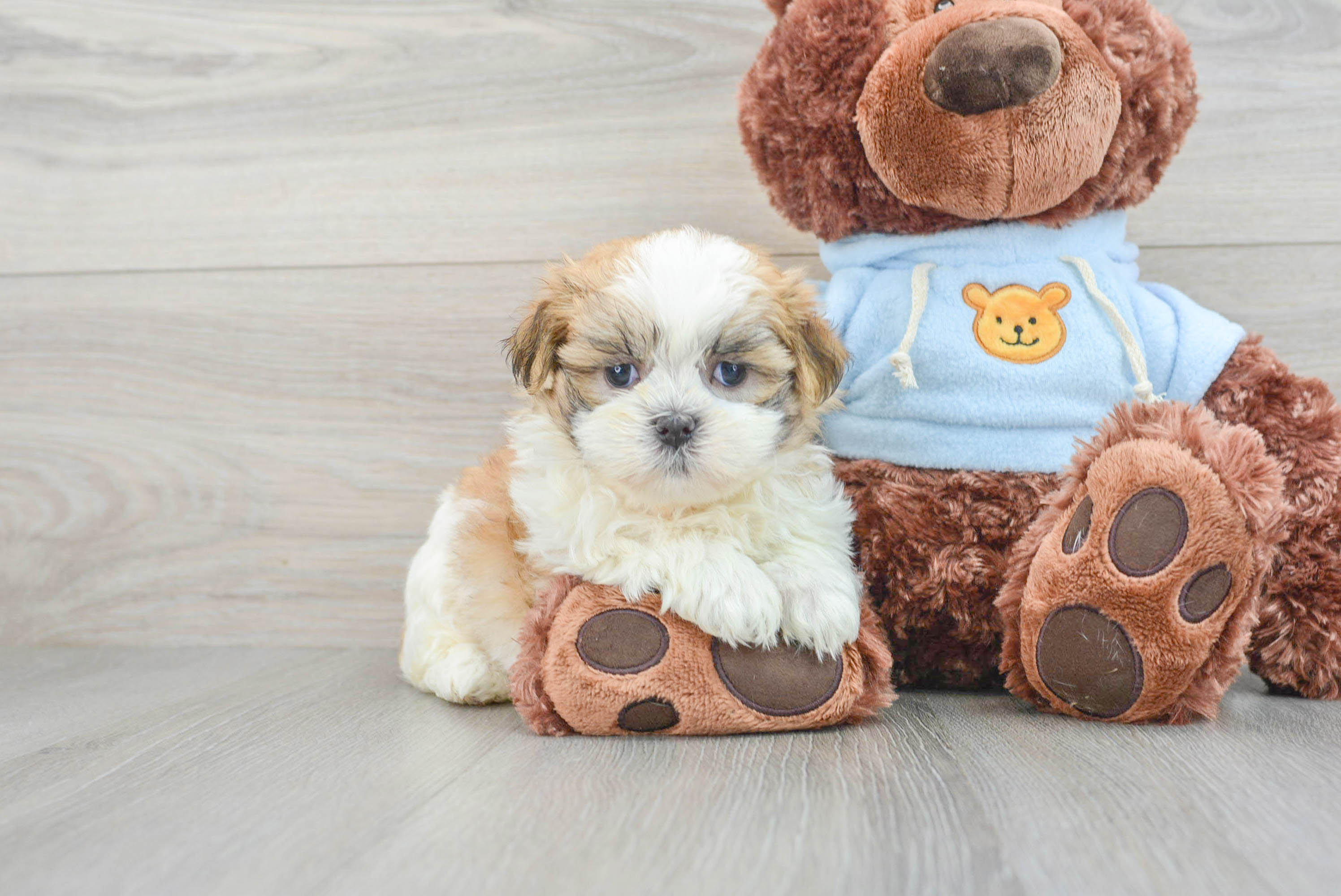 Puppy with teddy bear hotsell