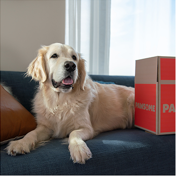 Pawsome Pet Food happy dog