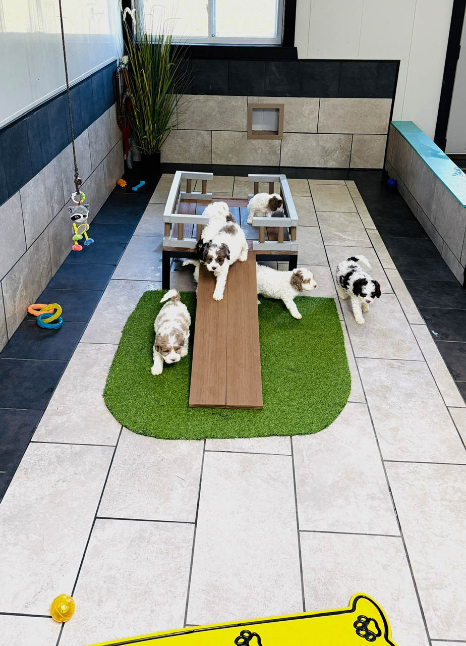 Breeder working with puppies following Lone Star Pups participation standards