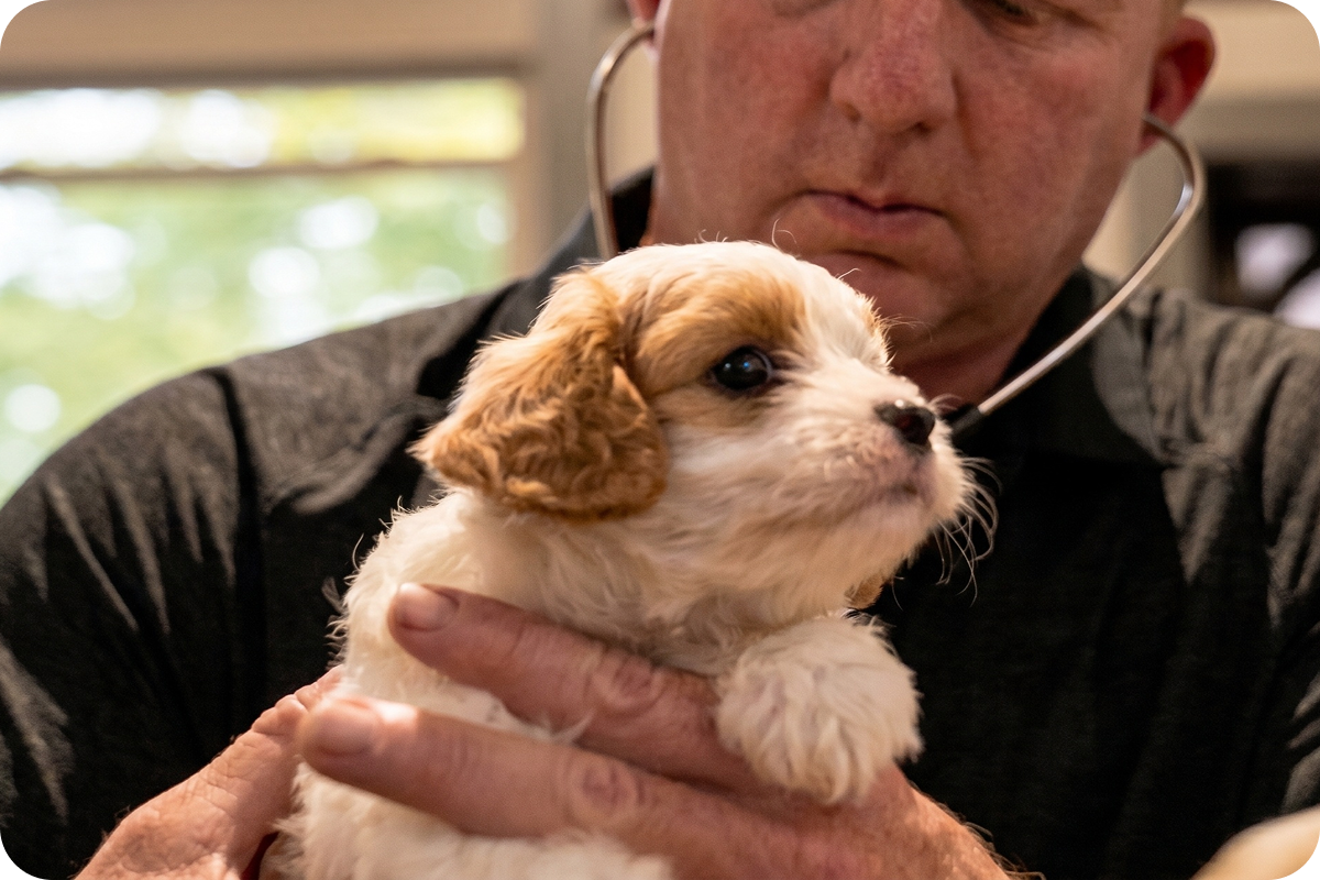 Puppy at its first post-placement veterinary checkup