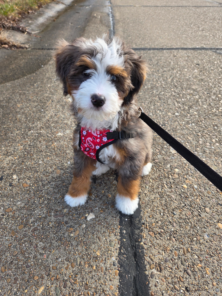 Happy, healthy Lone Star Pups puppy