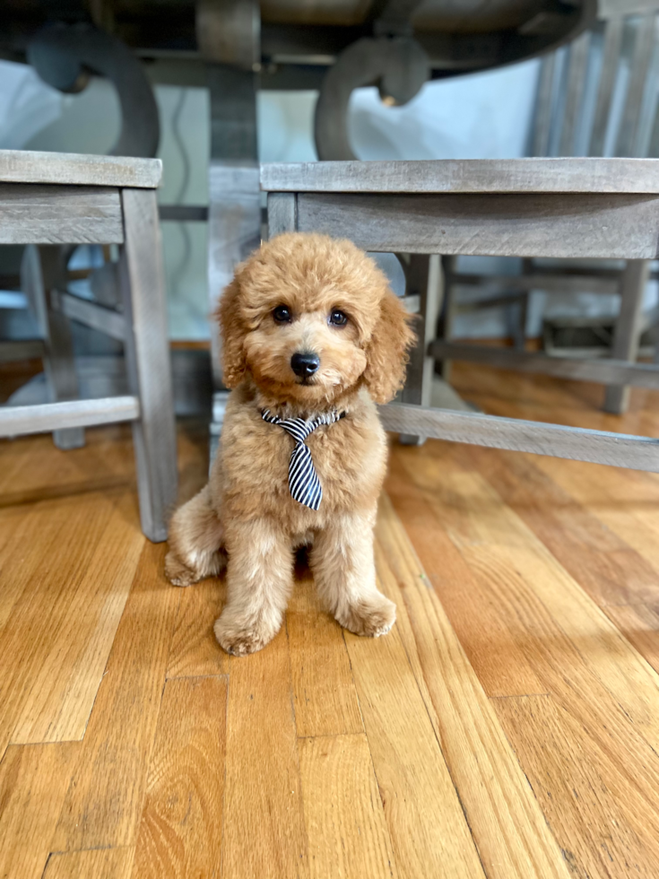 Happy, healthy Lone Star Pups puppy