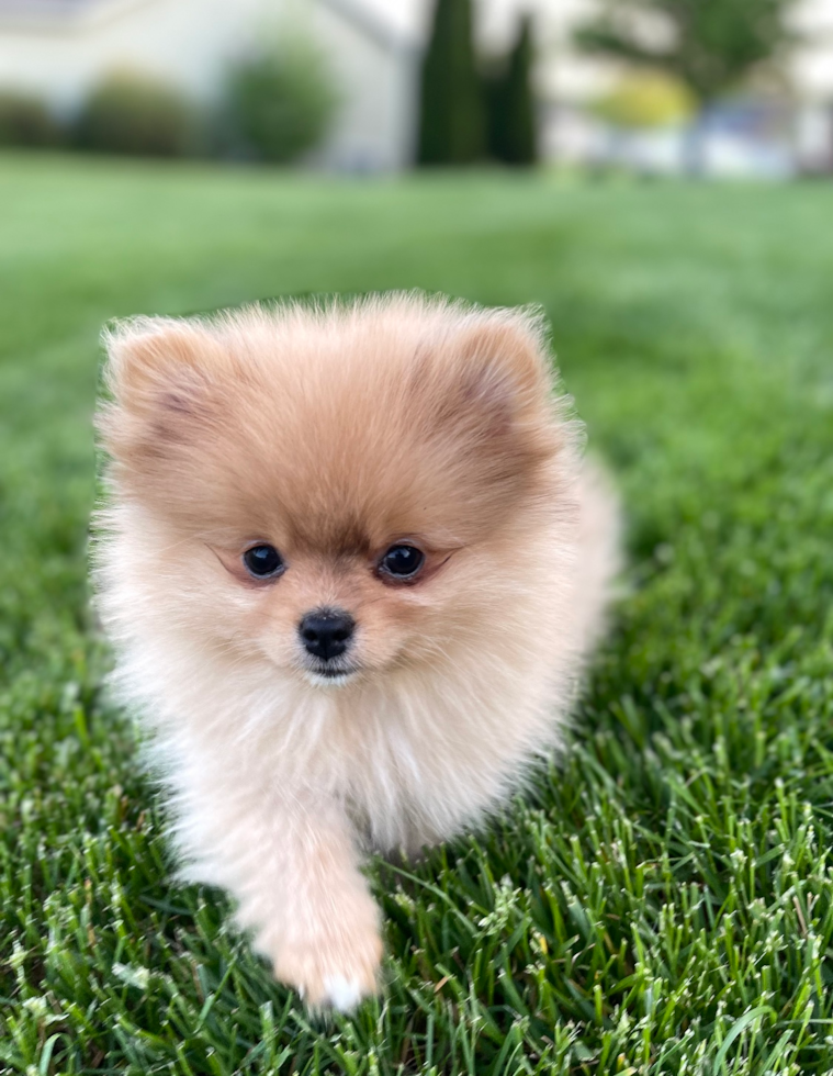 Happy, healthy Lone Star Pups puppy