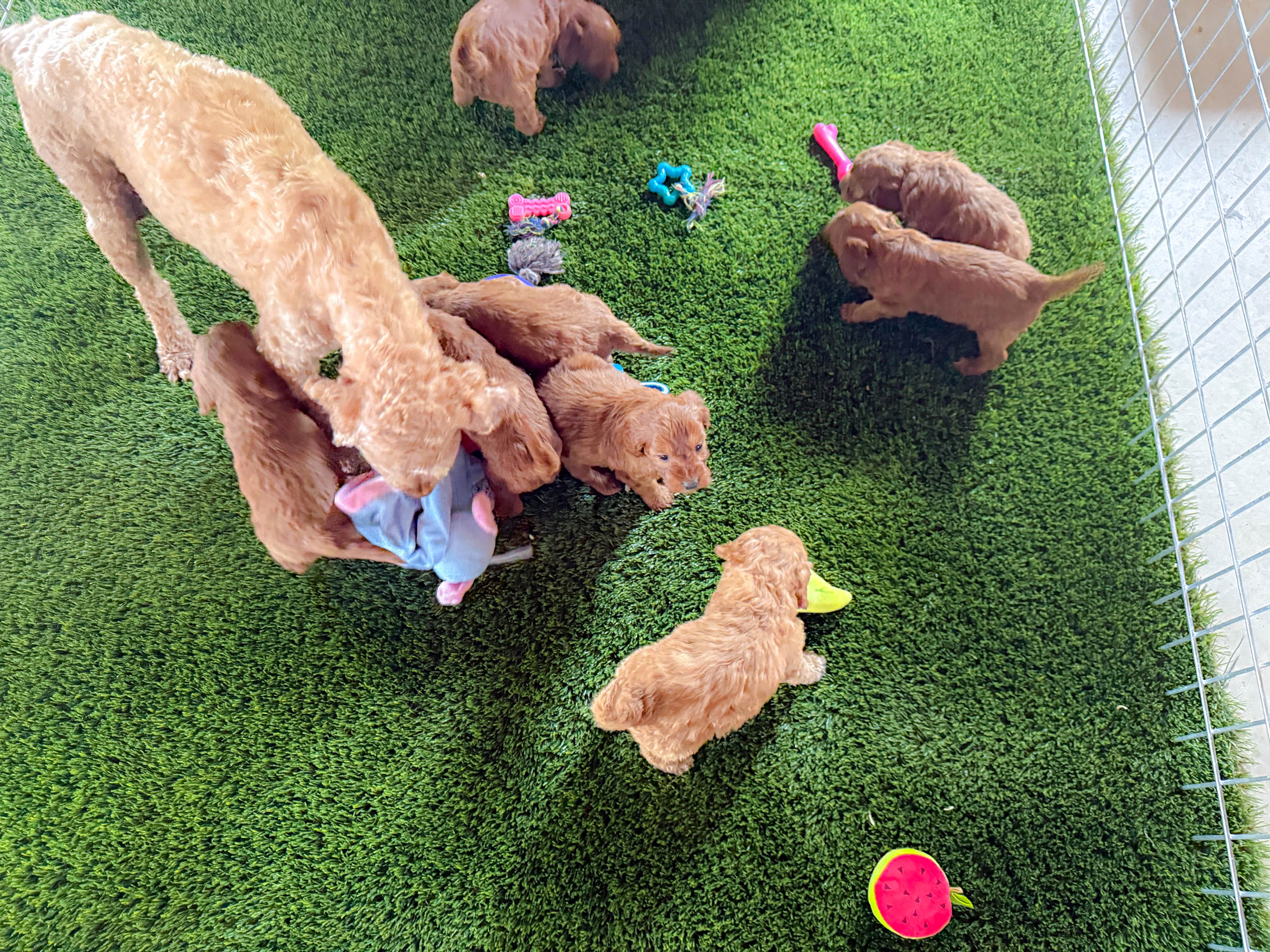 Puppy development plan — 6 structured stages from birth through placement readiness