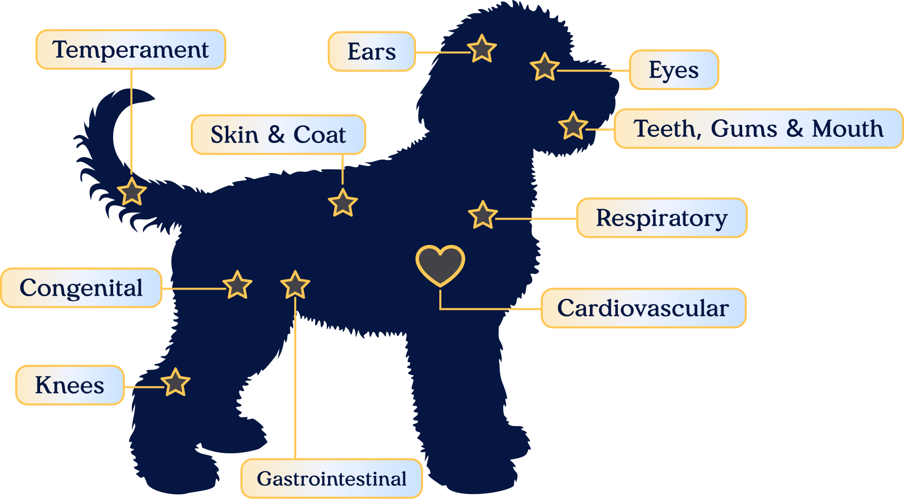 Diagram of the 12-point nose-to-tail veterinary examination areas on a puppy
