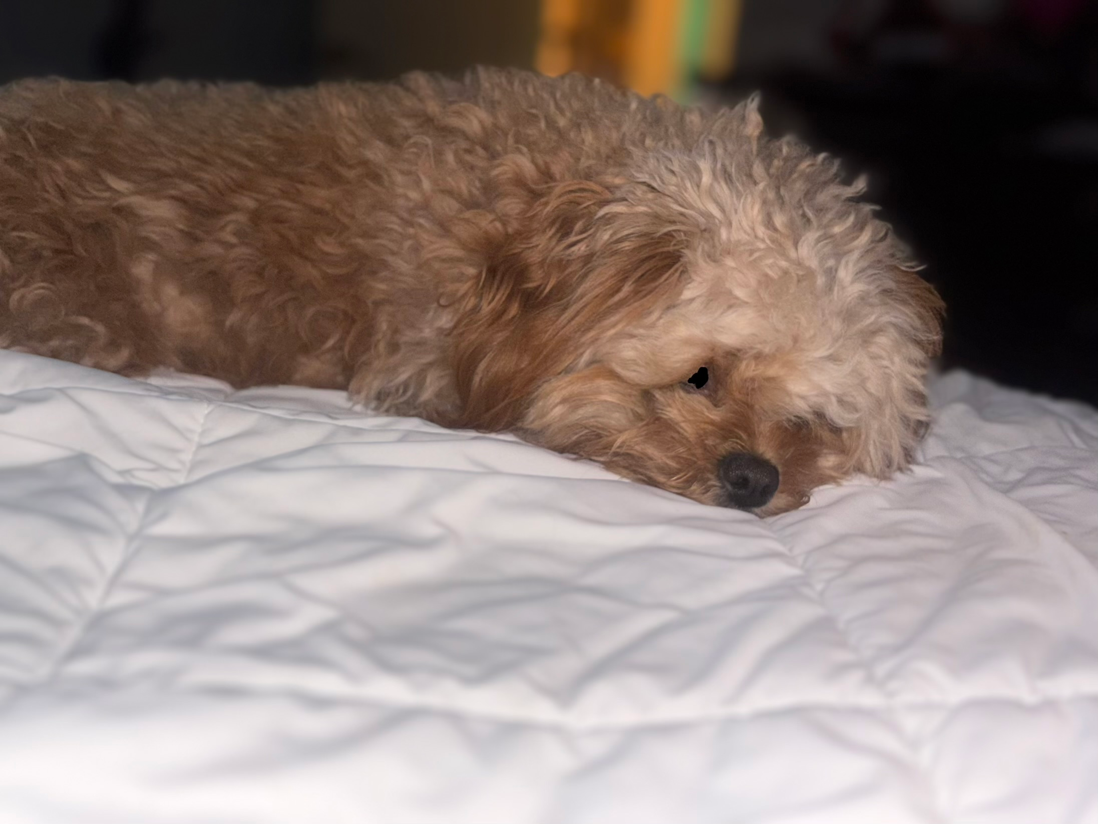 Happy Cavapoo Baby