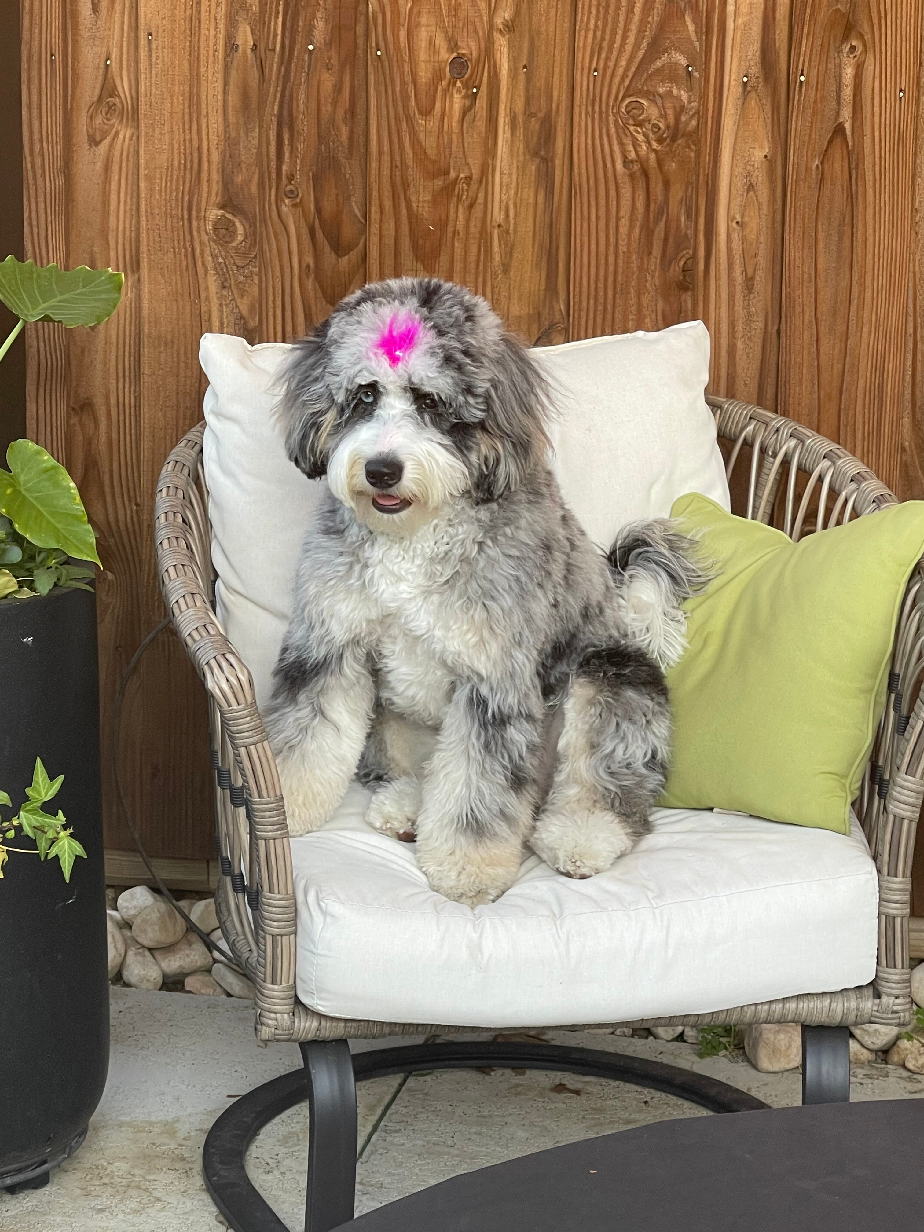 Mini Bernedoodle Pup Being Cute